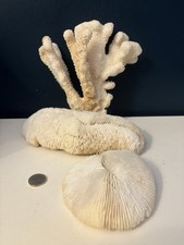 Lot De Coraux Anciens