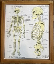 ? Lot of 5 Human Body Posters + Frame, Nightingale, 1950 - Skeleton...