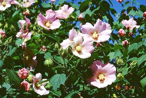 Hibiscus mutabilis - hibiscus,