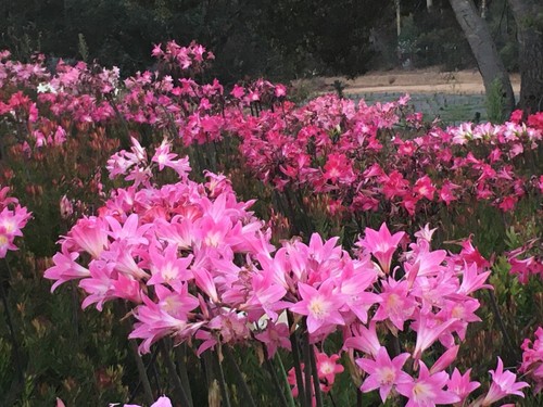 Amaryllis belladonna bulbs - 15,