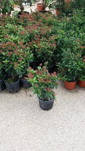 Plantes de viburno - n°,