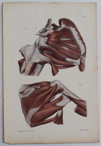 Anatomie myologie région - anatomie,