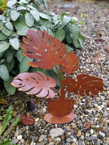Philodendron rouille noble - rouille,