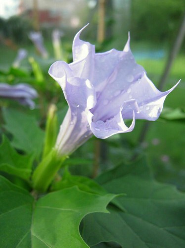 Datura stramonium herbe du - datura,