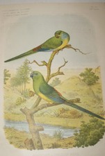 RED RUMPED PARAKEETS COLOR ENGRAVING 1882 AC11