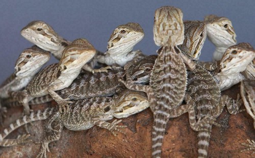 Bearded dragon lizard glossy - lizard,