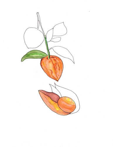 Aquarelle œuvre originale - œuvre,