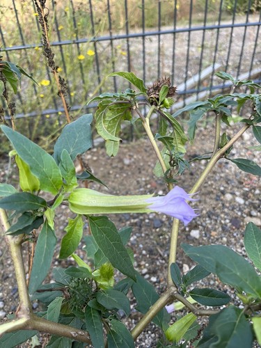 Graines pomme bleu violet - de, bleu/violet