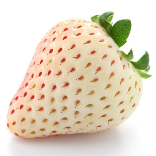 Fraise des bois - bois,, alba