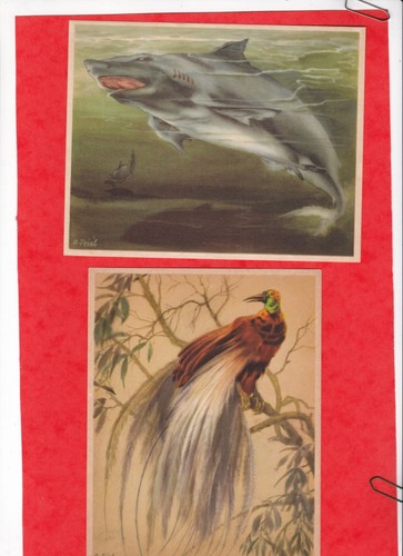 Rare série 1954 - ,
