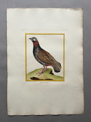 Francolin mâle gravure par - francolin,