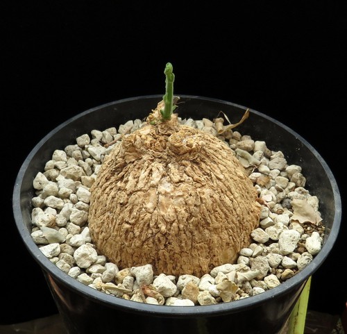 Odosicyos bosseri caudex de - bosseri,,