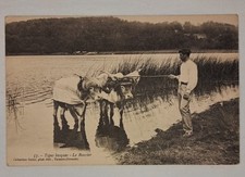 Postcard Hitch Ox 57 - Basque Types Le Bouvier # SEE PHOTOS #