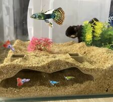 Grotte pour aquarium souterrainne accessoires, poisson, décoration, aquarium