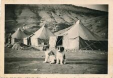Snapshot Two Puppies with Tents Algeria Amoud August 1949 Chien Animals Dogs 
