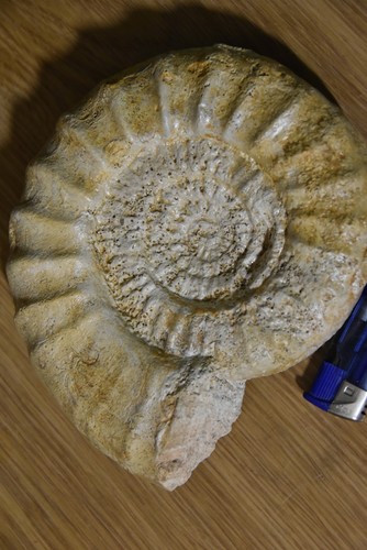 Grande ammonite subgrossouvria - grande,