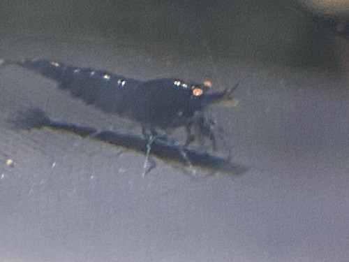 12crevette tiger black - oe,