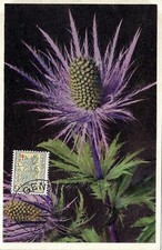 Belgique, CM, Chardon bleu