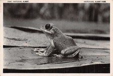 CONGO BELGE LEPTOPELIS