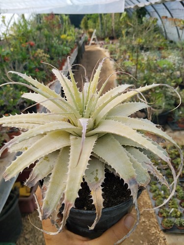 Dyckia lanata cactus - lanata,