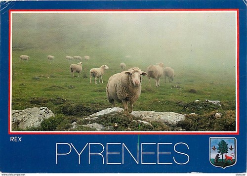 Postcard animals sheep - animals,