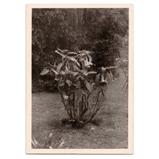 Botanical Photograph of Angel's Trumpet Flowers - 1952 Datura Arborea Brugmansia