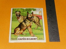 1936 CHROMO CAFES GILBERT RACES DE CHIENS BERGER MALINOIS & D'ALSACE