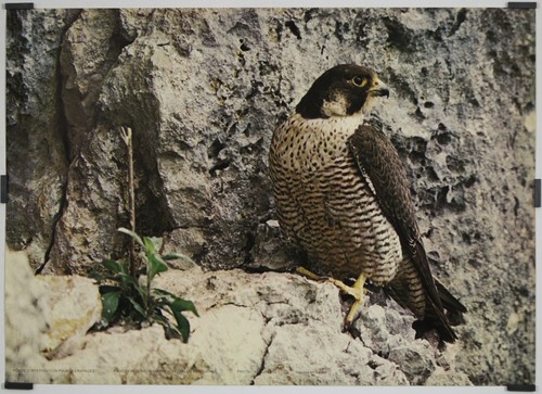 Faucon pelerin circa 1990 - faucon,