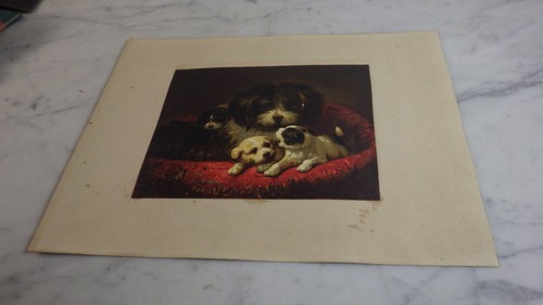 1860 une chienne - ses, chiots