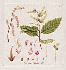 Hornbeam beech hornbeam tree tree botany botany Kerner copperplate 1791