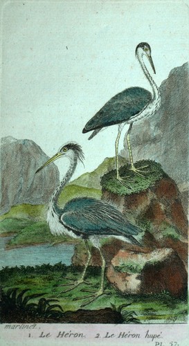 Héron cendré gravure - le,