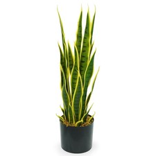Sansevieria Artificielle