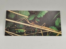 Nestlé WONDERS OF THE WORLD Card No. 215 "The Phasm"