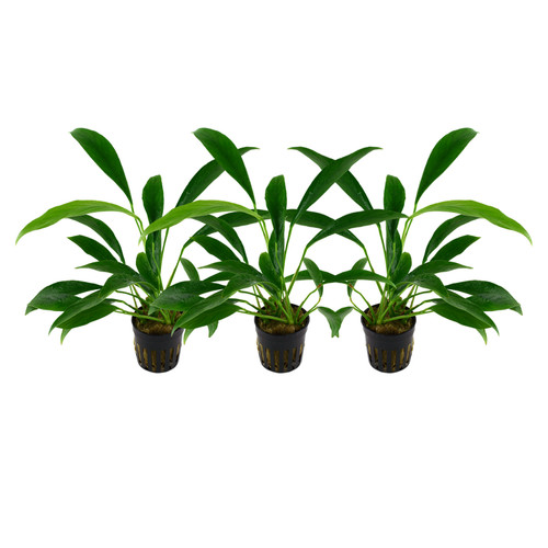 Aquarium plante pièce - 3,