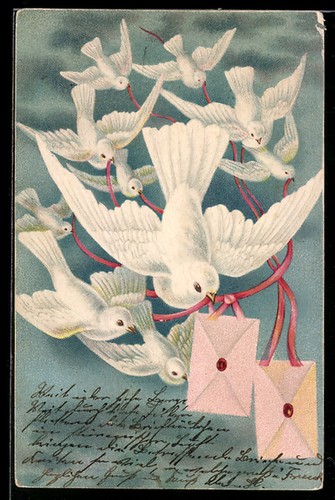 Les pigeons blancs - portent, des