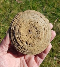 Cyclolites ellipticus fossile corail France 370gr coral fossil cretace eocene 