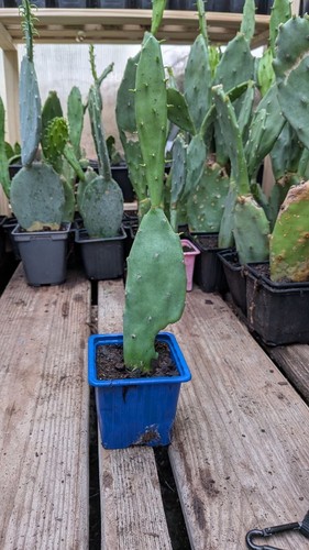 Plants figuier barbarie - plants,