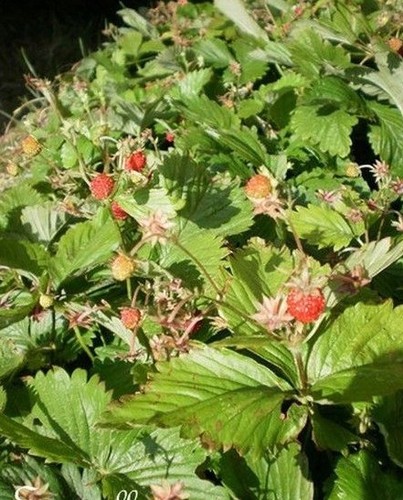 Fraise fruits sucrés - fruits,