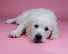 Carte de voeux A6 (6 x 4 po)