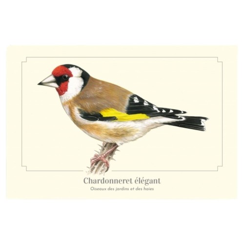 Chardonneret élégant carte - chardonneret,