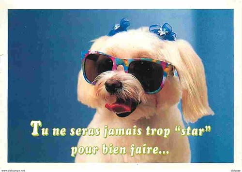 Carte postale animaux - postale,