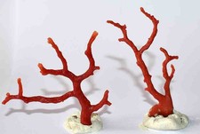  MEDITERRANEAN RED CORAL - 2 BRANCHES - 69 & 78mm - 10gr 