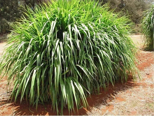 Seebs herbe super napier - d'herbe,