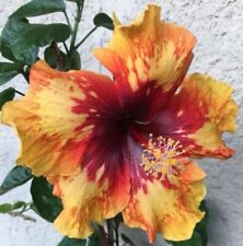 Unique/rare European hibiscus Moorea Sunset Star - 3 cuttings, no roots