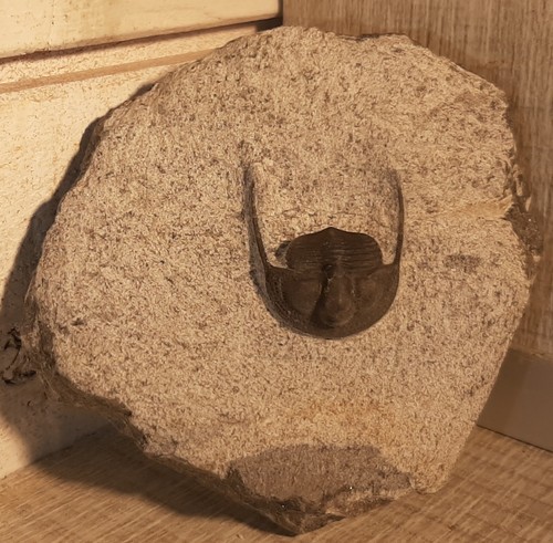 Trilobite onnia superba - trilobite,