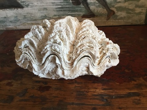 Gros coquillage benitier - gros,