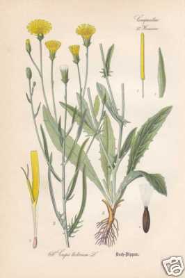 Crepis tectorum dach pippau - tectorum,