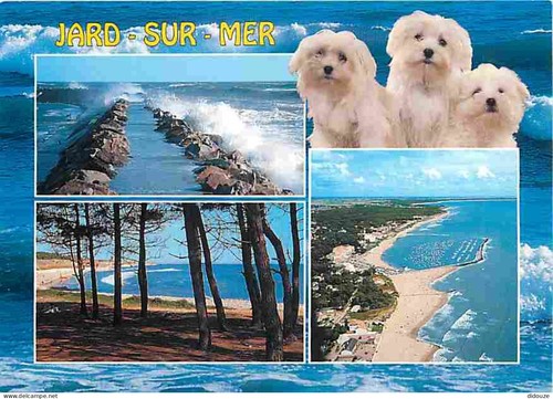 Carte postale animaux - animaux,