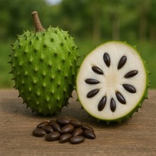Fresh (10) Guanábana Graviola Seeds, (Georgia USA) Fresh Organic Soursop Seeds
