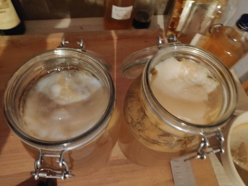 Scoby mère kombucha - mère,